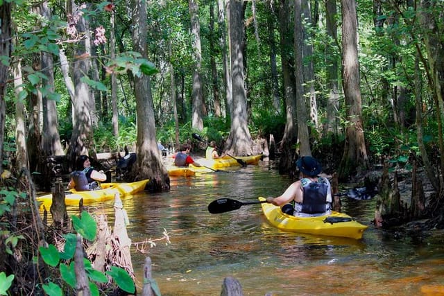 Guided Kayak Eco-Tours and Rentals for the entire family!